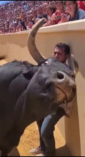 Unexpected Bull Encounter: Animated Twist! #BullSurprise #CartoonFright #ArenaDrama