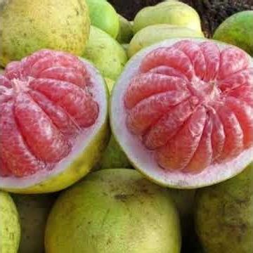 Mysterious about POMELO a.k.a CITRUS MAXIMA or CITRUS GRANDIS