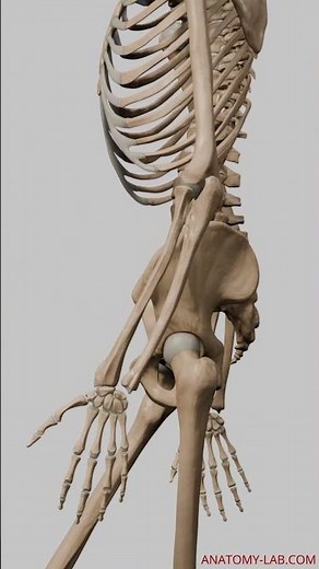 Unveiling Human Biomechanics: 3D Animation Walk Cycle (Side View)