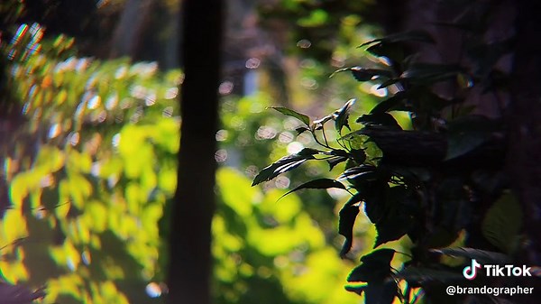 Apexel 18× Hyper Zoom Mobile Lens Review