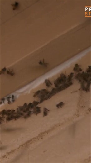 Watch as a skilled beekeeper carefully extracts a colony of bees from a building. He explains the potential dangers these insects pose, highlighting the importance of safe removal techniques. #Beekeeping #BeeRemoval #HoneyBees #PestControl #Wildlife | Prison Stories