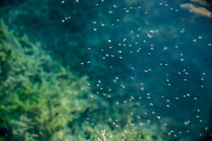 5 Best Mosquito Foggers for DIYers - Today's Homeowner