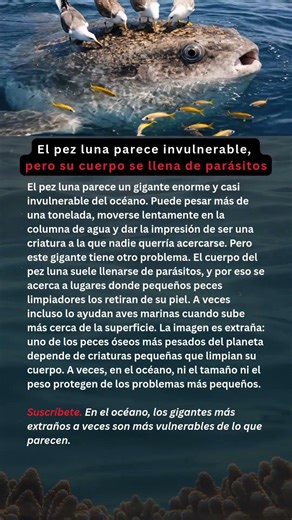 El pez luna parece invulnerable, pero su cuerpo se llena de parásitos