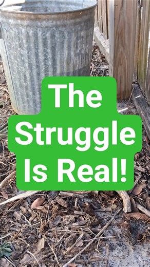 Florida Heat & Drought vs. My Mystery Plant 🥵 | Suburban Life Permaculture