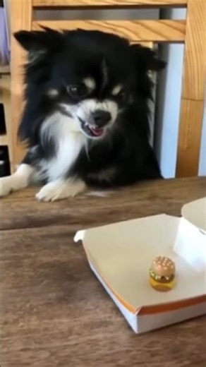 Cats and Dogs Funny Fails That’ll Make You Laugh Hard! 😂🐾