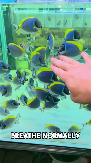 How to pick a healthy powder blue tang