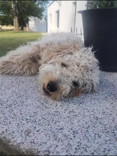 Videos de Monica9mena (@monica9mena) con “sonido original - musicaconamorvip”