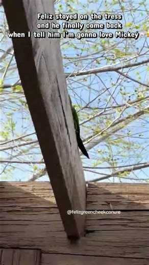 Lol, side eyes at the end😂 #birdfeed #parrot #talkingparot #birds #greencheekconure #birdfeed
