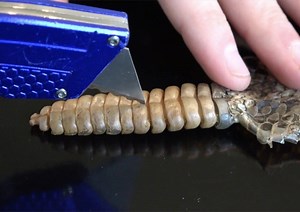 What Exactly is Inside a Rattlesnake's Rattle?