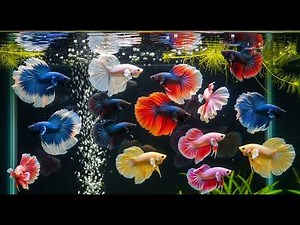 Betta Fish Showcase 2025: The Rarest and Most Stunning Types Ever! | 4K Ultra HD Aquarium #BettaFish