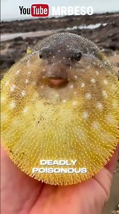 Puffer Fish Inflating in Hand #shorts #foryou #viral #animals #interesting