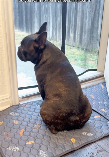 Spring Rain Jacket for French Bulldogs