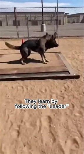 This Puppy Is Training to Become a Police Dog 🐕‍🦺🔥