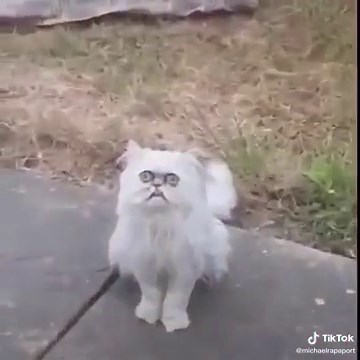 This stray cat looks like Grandma #fyp #foryoupage #comedy