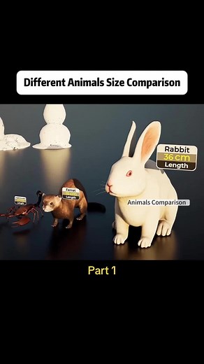 Explore Animal Size Comparisons: Part 1