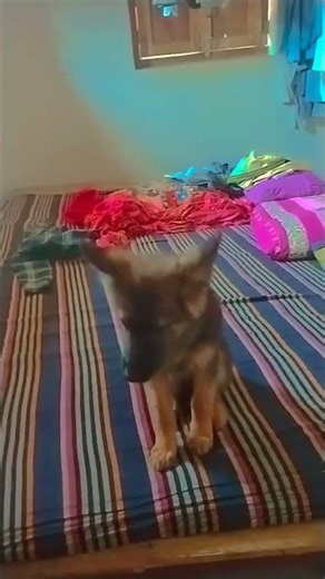 is doggy ka naam janne ke liye sikho app download Karen cute honey