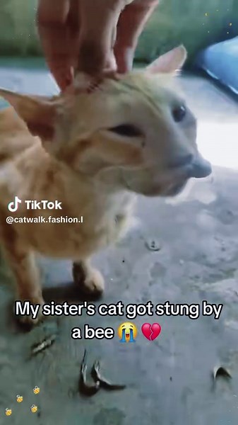 Cats and Dogs Stung by Bees #cat #dog #funnyvideos #kitty #funnyanimals