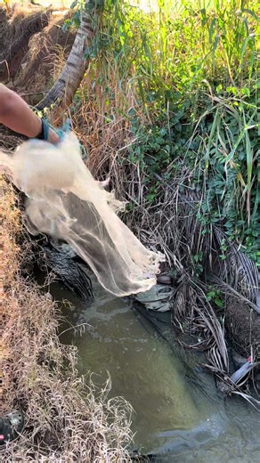 Fishing net #fishing #fishtok #fishermen #fishingnet #fishinglife #fishinglife