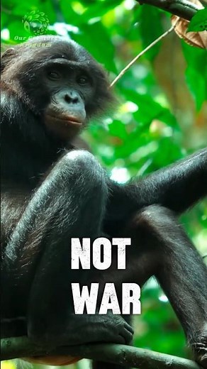 Bonobos ✌🏻 | Uses Sex to Stop Fights