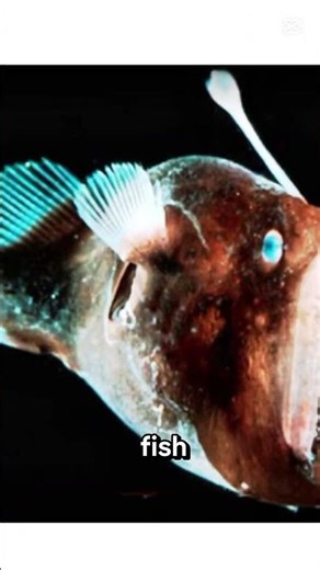 "The Glowing Fish That Lights Up the Deep Sea 🌊✨"