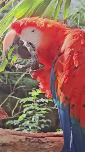 Itchy scarlet macaw parrot scratches Xcaret Playa del Carmen Mexico tropical Caribbean jungle bird