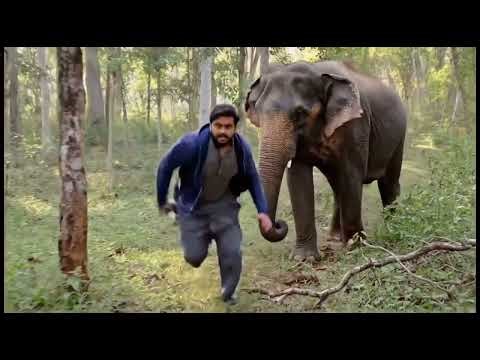 Elephant Attack Road | Elephant Attack Jungle | Elephant Attack | Elephant Attack On Man