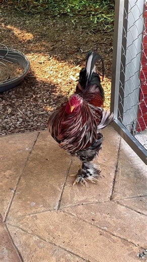 So handsome! #thailand #chicken # #chickenfarming #freerangechickens #garden #brahmachicken #farm