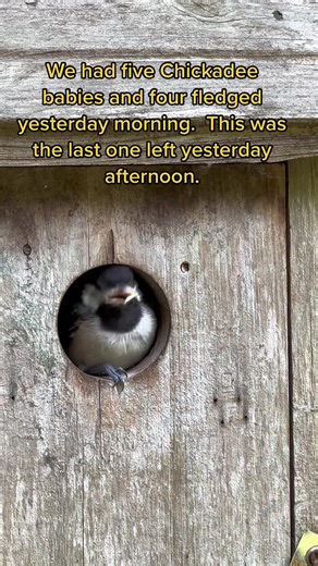 Last Chickadee Baby Leaves Nest | Birdwatching Video