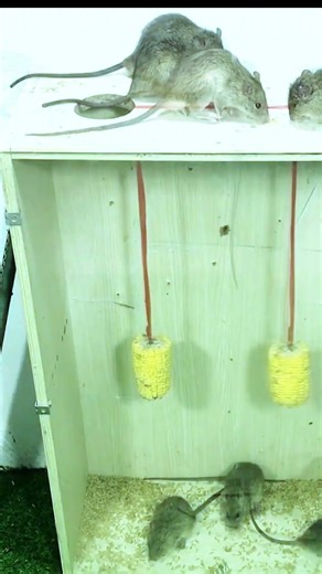 Best humane mouse trap idea easy to make #mousetrap #diy #mouse #rat #animals