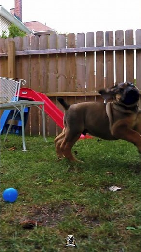 What You Build With That Puppy Is What Makes The Difference