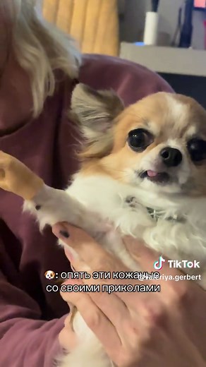 Смешные приколы с чихуахуа и домашними животными