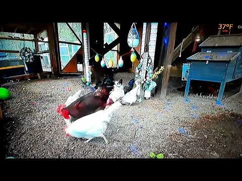 Chicken City - Roberto the Rooster runs away when Chicken Party stops