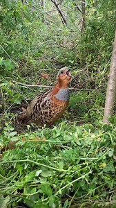 7.3K views · 168 reactions | calls of a male Chinese Bamboo Partridge (灰胸竹鸡,Bambusicola thoracicus), in Zhejiang province. Males broadcast loud, multi-syllabic calls throughout the day and throughout the year. ❤勇儿户外用品 ❤❤❤ #Nature #Peace #wildlife #China #birds #travel #beauty #beautiful #love | Lin hillside | Facebook