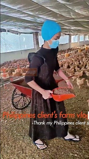 🥚 Philippines Poultry Farm Free-Range Layer Chickens: 5 Key Tips for Feeding and Watering