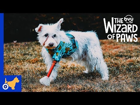 Mission: Im-paw-sible 🐈 | The Wizard of Paws | BYUtv