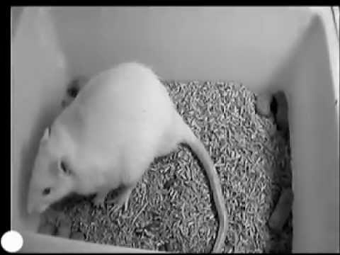 Stressed Mouse Reacting to Noise