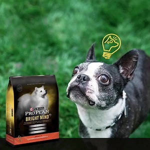 Purina Pro Plan Bright Mind: brain-supporting nutrition for cognitive health. Discover the difference: http://puri.na/1Rsk7P0 | Purina Pro Plan