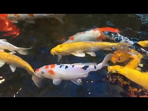 Pond Cleaning: Key to Healthy Aquatic Ecosystems