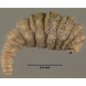 The botfly is a nightmare bug that burrows into your body and feasts on your flesh to survive. via Nameless.tv | Up Late