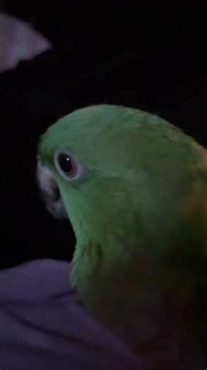 Barney says “Night night” #shorts #bird #meme