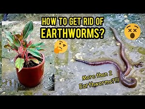 How Get Rid of Earthworms in plant Soil? (Paano paalisin ang mga Bulate sa lupa?) | GOOD HEIGHTS