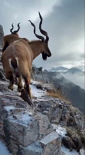 Miracle Birth in the Mountains! 🏔️ Baby Markhor Born on Cliff Edge!