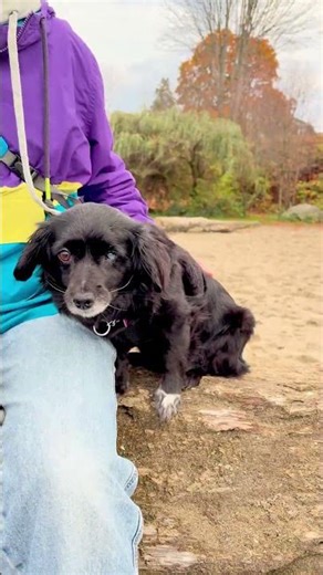 Dog Exploring the Beach | Making New Friends