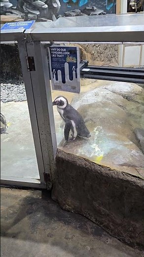 Houston Interactive Aquarium and Animal Preserve VII