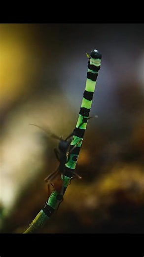 135K views · 1.3K reactions | Army Ants #animalworld #animals #ANTS #antslife | Animal Documentary | Facebook