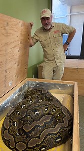 Giant reticulated pythons for premium private experience