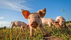 How to Groom Your Potbellied Pig