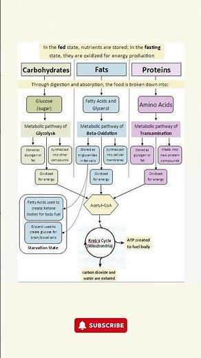 Energy Metabolism: Carbohydrates, Fats, and Proteins Explained!