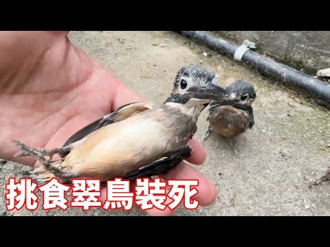 The picky eater kingfisher worries about the bad guy. He escaped many times and was caught. Unexpec