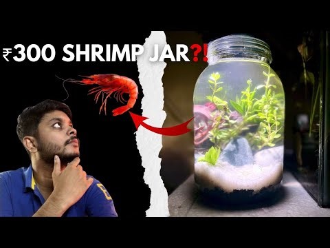 I Built a Shrimp Jar in ₹300… Is It Worth It?